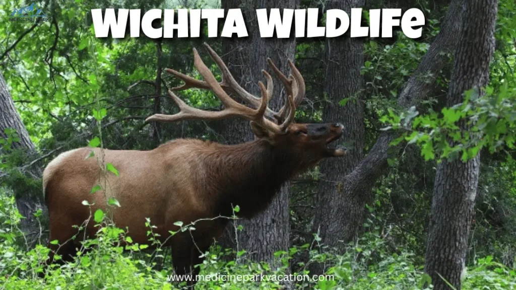 Wichita Wildlife medicine park